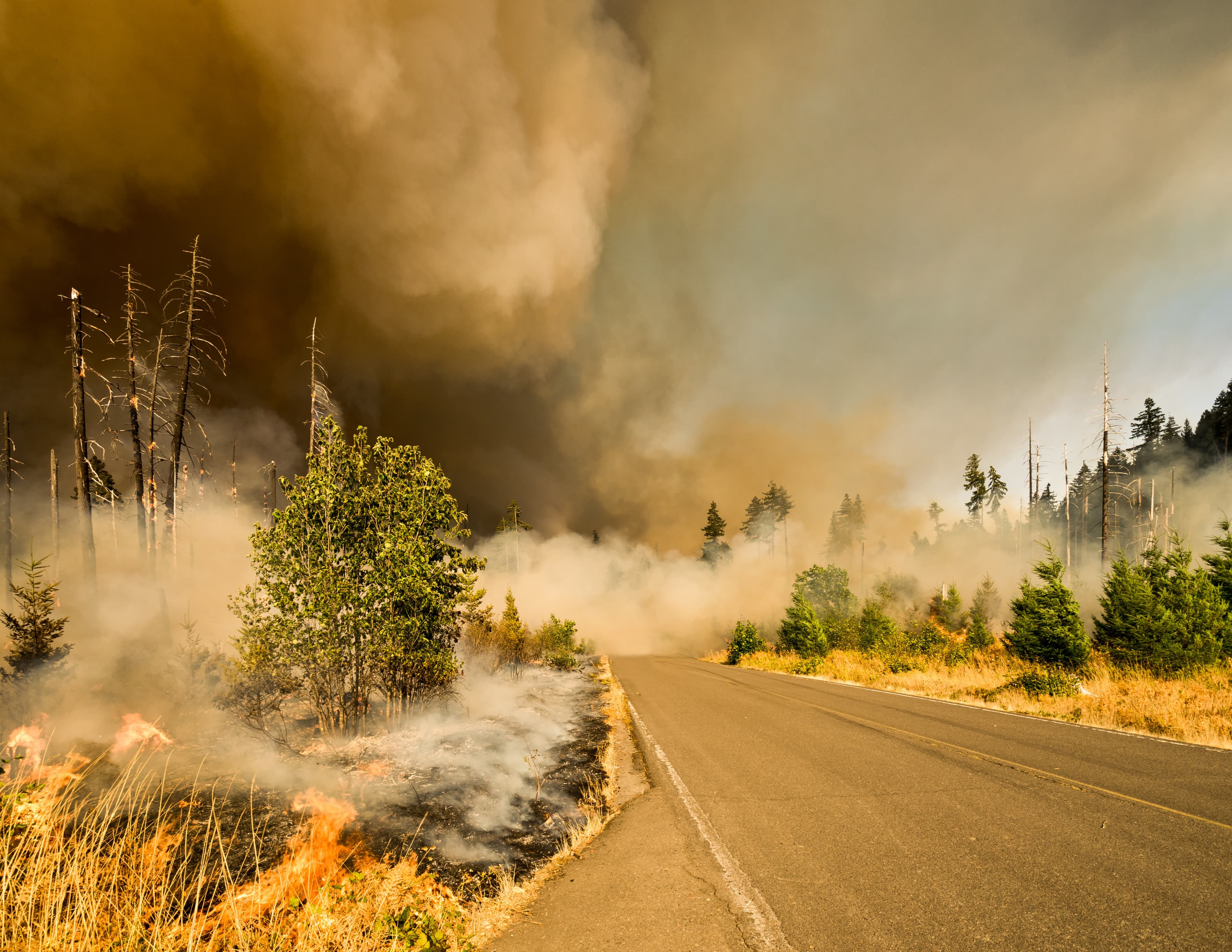 How you can help fight the Cape Town fires