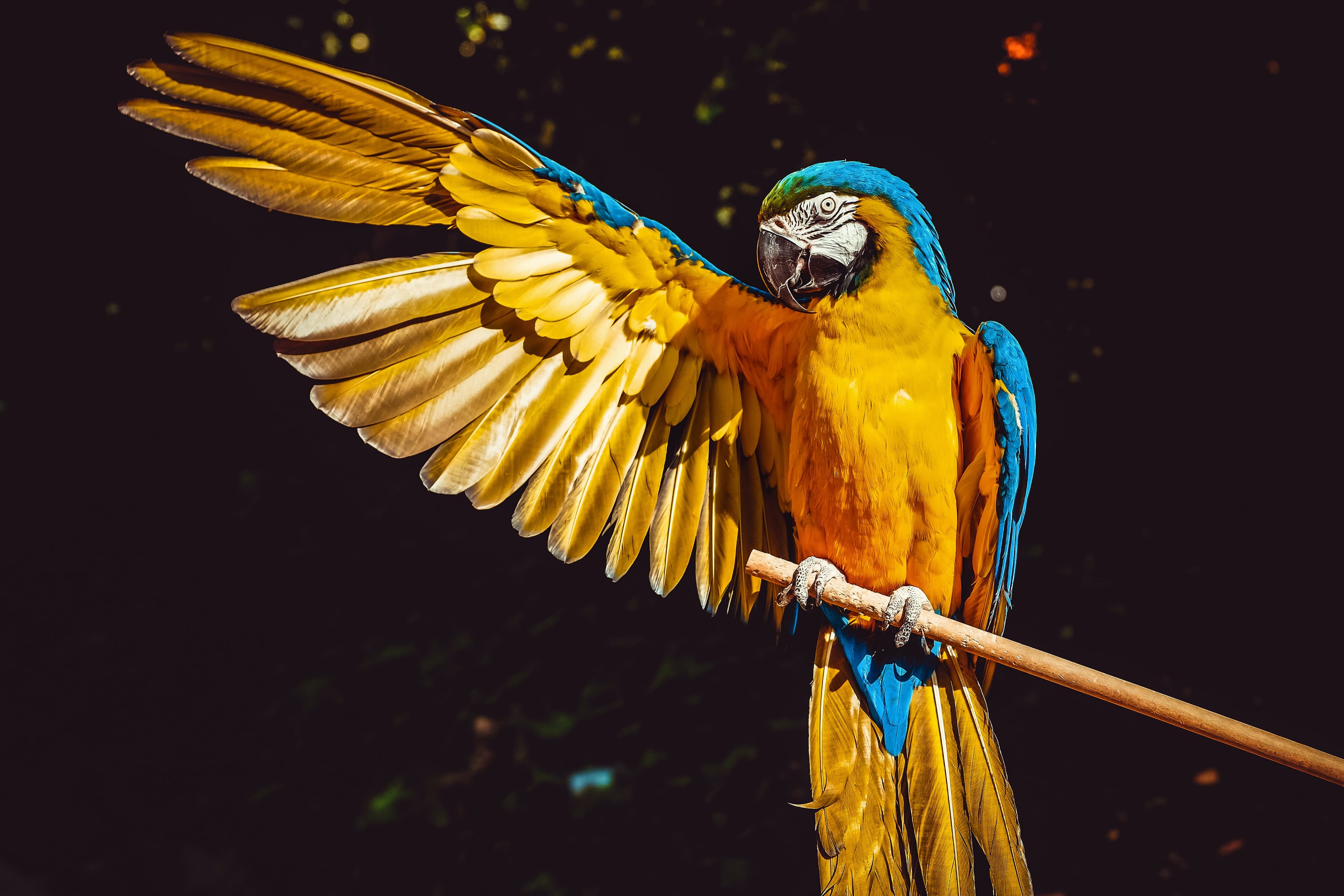Humans, robots and parrots
